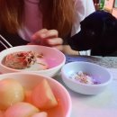 송원애견 이미지