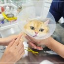 더좋은 동물병원 이미지