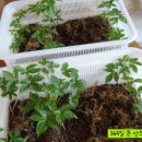 식탁위의텃밭 이미지