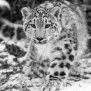 연모지정 이미지