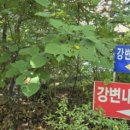 생자연