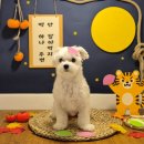 배인유치원 | 아이와 함께 자는 24시간 케어! 인천애견호텔&amp;송도애견호텔의 프리미엄 서비스