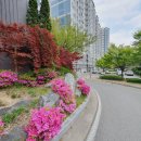 코아루A 이미지