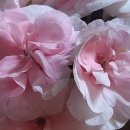 송찬농장 이미지