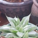 야로우체국 이미지