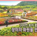 국내여행 다큐 / 300만 송이 장미를 만나는 울산대공원 장미축제 / 울산 여행 이미지