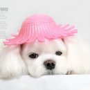 덕수네애견 이미지