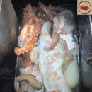 26년 7월 27일 고흥 녹동 빅원호 (왕)돌문어 조황 이미지