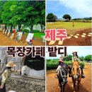 송이목장 | ✨️제주 서귀포카페✨️ 성산승마 송이밭 코스 승마 당근먹이주기 목장카페 밭디✨️