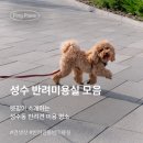 웨그앤코(WAG&CO) | 성수동 핫-한 반려미용실 TOP4