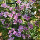 하빈농장 이미지