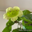 HAPPY TREE(해피트리) | 초보자도 키우는 공기 정화 식물: 해피트리(Happy Tree)에 꽃 피운 후기와 관리 팁