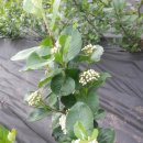 청성농장 이미지