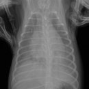 순풍동물병원 이미지