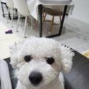 용황애견 이미지