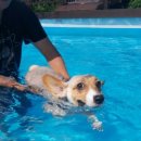 도그펜션 이미지