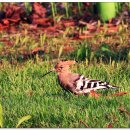 새(금호) 이미지