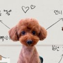 털로덮인친구들 수원시청역점 네이버블로그