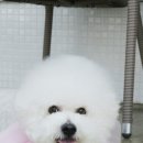 펫더스타일 이미지