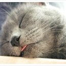 행복한 꿈 이미지