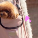 디엔씨펫 이미지