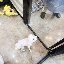 꼬망스 펫 살롱 이미지