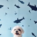 블링블링펫미용 | 블링블링 슈가 운암동애견미용 너무 만족스러운 우리 아이 미용