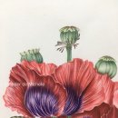 기초 보태니컬아트 이미지