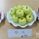 홍금이