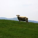 고향목장 이미지