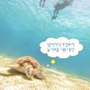 먹고놀개 | [보홀] 호핑투어 업체 추천 - 놀다보홀 발리카삭 후기 및 꿀팁 (내돈내산)