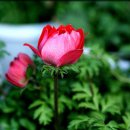 아네모네 이미지