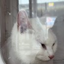 고양이 목욕탕 이미지