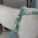 티파니&펫 | 💙진돗개목줄, 티파니블루에 진심이었던 이야기🐾