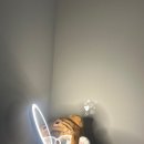 에스씨페페