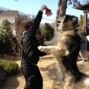 아지사랑 이미지