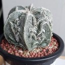 Astrophytum fukuryu(은사백조돌기난봉옥교배종), 미하노비치 다색금, 짐노프리드리치, 리자드스킨 이미지