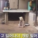 개밥도둑