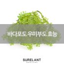 장수초등학교 | 바다의 포도 우미부도 효능 바다포도를 아시나요?