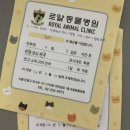 로얄종합동물병원 | 입 긁는 고양이 구내염 의심 고양이 치료 일기1 구산역 로얄동물병원 후기