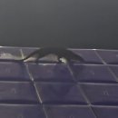 탄금호국제조정경기장 보트하우스 이미지