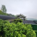 초록수채화 이미지