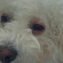 새싹 동물병원 이미지