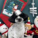 그루밍아지 이미지