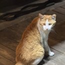 서울 이자카야 추천 : 신림맛집 우마 방문 후기