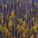 자작나무 이미지