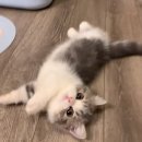 캣그램 광주 고양이분양 이미지