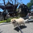 BG독케어센터 이미지