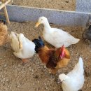 기석농장 이미지