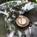 소나무향기 이미지